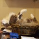 A Cat's Life - Fanan in the basket - Venice Cats News and Shop