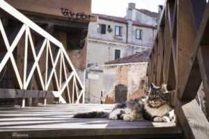 Venicecatscom_maine-coon-cat-ponte-storto-venice_1