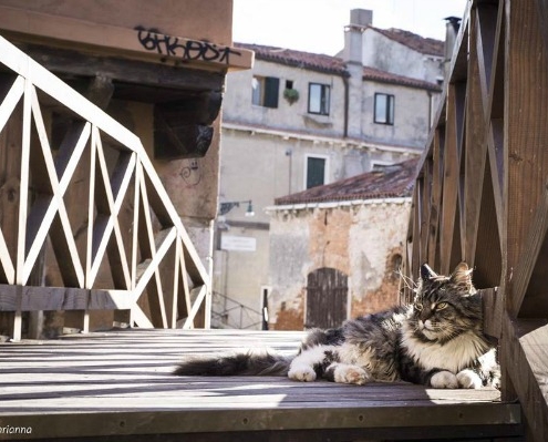 Venicecatscom_maine-coon-cat-ponte-storto-venice_1