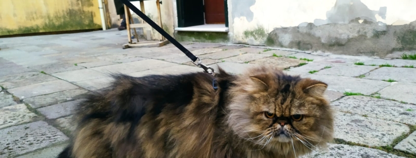 napoleon one of the Venice Ghetto’s cats